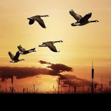 Why Do Birds Fly South For The Winter Joke Jokes For Kids Grandparents Com Jokes For Kids Why Do Birds Summer Camps For Kids