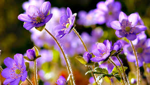 We did not find results for: Flower Nature Flower Nature Updated Their Cover Photo Facebook