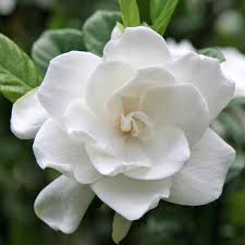 Maybe you would like to learn more about one of these? Aimee Gardenia Tree Form Naturehills Com
