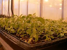 Par simply means photosynthesis active radiation. Lighting For Indoor Plants And Starting Seeds Umn Extension