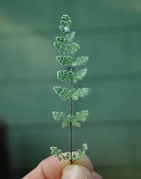 Image result for Cheilanthes inaequalis