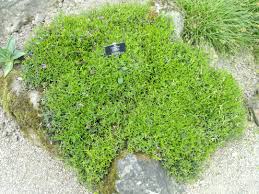 Image result for Polygalaceae