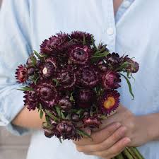 Flowers by johnny goth is licensed under a creative commons license. Purple Red Strawflower Seed Johnny S Selected Seeds