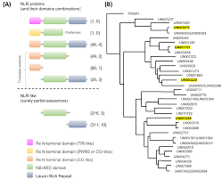 Semantic scholar profile for angela contreras, with 5 highly influential citations and 12 scientific research papers. Molecular Evidence Of The Avocado Defense Response To Fusarium Kuroshium Infection A Deep Transcriptome Analysis Using Rna Seq Peerj