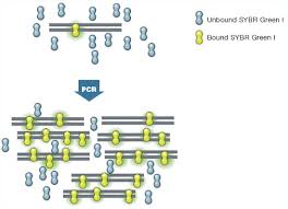 Is a revolutionary method developed by kary mullis in the 1980s. Introduction To Pcr Primer Probe Chemistries Lsr Bio Rad