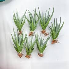 Sayuri Snake Plant - Etsy