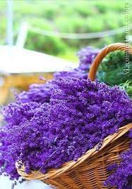 Insect Repellent And Sleep Aid These Are Just A Few Benefits Of Lavender I Didn T Know Until I Read The Fie Lavender Benefits Lavender Flowers Lovely Lavender