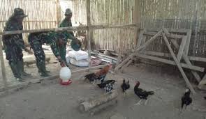 Berikut ini adalah harga pasaran dari ayam cemani. Ternak Ayam Kampung Lebih Untung