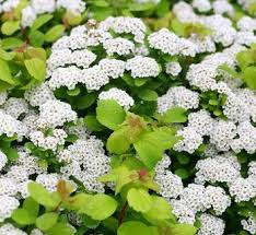 Image result for Spiraea billardii