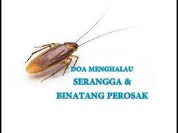 Doa Menghalau Serangga Binatang Perosak Peace Disease