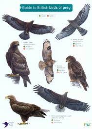 Check spelling or type a new query. Guide To British Birds Of Prey Nhbs Field Guides Natural History