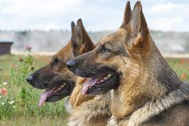 According to the fci, the breed's english language name is german shepherd dog. Are German Shepherds And Alsatian Dogs The Same If Not Then What S The Difference Between The Two Quora