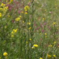 Image result for Coronopus integrifolius