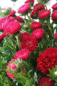 China Aster Red Mix 50 Seeds Callistephus Chinensis Amazing Flowers Beautiful Flowers Aster Flower