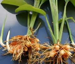 Check spelling or type a new query. 15 Jenis Tanaman Obat Akar Dan Manfaatnya