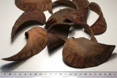 Image result for Isoberlinia angolensis