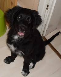 Adoptable pets are looking for people like you where pets find their people Laika Australian Shepherd Flat Coated Retriever Labrador Mischling Mix