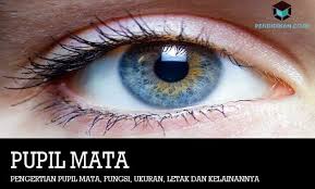 Sesungguhnya mata manusia juga membuat bayangan seperti pada cermin, namun dalam prosesnya mata mengirimkannya sebagai sinyal pada otak, bukan memantulkannya saja seperti pada cermin. Pengertian Pupil Mata Fungsi Ukuran Letak Dan Kelainannya