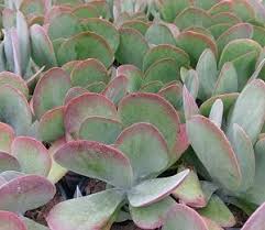 Its tips turn red when exposed to lots of sun. Succulent Kalanchoe Thrysiflora Flap Jacks From Sedan Floral