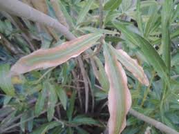 Image result for xylella fastidiosa oleander symptoms