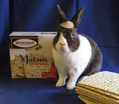 Rabbit Ramblings Happy Easter Happy Passover