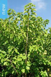 Image result for Croton macrostachyus