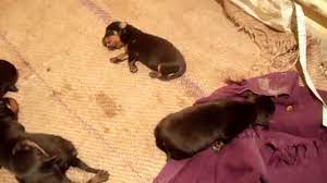 Storm is an adorable purebred rottweiler puppy. Rottweiler Puppies New Born Youtube