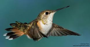 There are more than 10 000 bird species in the goldcrest is the fifth smallest bird in the world and the smallest bird in europe. Ten Amazing Things About The World S Tiniest Backyard Birds The National Wildlife Federation Blog The National Wildlife Federation Blog