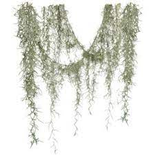 Spanish Moss Tillandsia Usneoides Plant Better Known As Etsy Spanish Moss Tillandsia Moss
