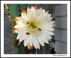 Also known as peruvian apple cactus or queen of the night, is a bluish green follow these simple instructions and your cactus will grow tall and strong. Flowers With Flash Macro And Still Life Photography Forum Digital Photography Review