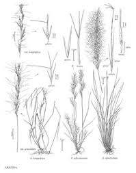 Image result for Aristida adscensionis