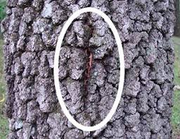 Oak Wilt Mendota Heights Minnesota