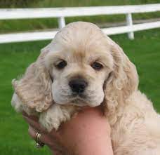 We did not find results for: Sweet Little Cocker Cocker Spaniel Puppies Cocker Spaniel Dog Puppies