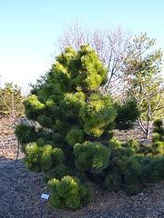 A shrubby, compact form of the japanese black pine. Pinus Thunbergii Wikiwand