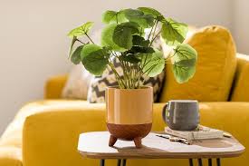 Free delivery over £50 on selected orders. Indoor Planters And Faux Plants Habitat