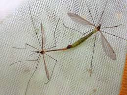 Image result for Euphorbia distinctissima