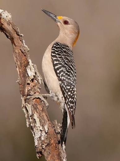 A female Golden fronted woodpecker near McAllen, Texas. A great place to  visit for some rare North American bird species that just pop up into  Texas. #texas #golden #woodpecker #rarebird #pecker