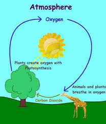 Science For Kids Oxygen Cycle