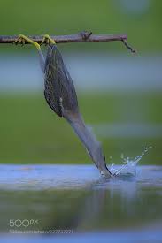Birds That Start With B 