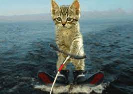 Share a gif and browse these related gif searches. á… Lustige Animationen Bilder Lustige Animationen Gb Pics Gbpicsonline