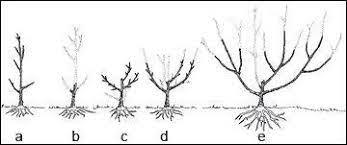 Maybe you would like to learn more about one of these? How To Prune Fruit Trees Organic Gardening Blog Grow Organic