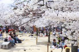 The number of visitors to japan from abroad spikes in spring, especially in april as many people come to view the cherry blossoms (sakura), which bloom freely all over the country. Everything To Know About Japan S Cherry Blossom Festivals