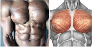 Load a barbell with weights. The Ultimate Guide To Bigger Pecs Fitness And Power