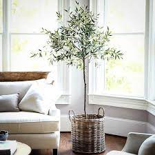 Arbequina Olive Tree Arbequina Olive Tree Wintergardeninteriorbalconies Indoor Olive Tree Arbequina Olive Tree Olive Tree