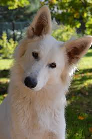 German shepherd head tilt | 93.5k people have watched this. Royalty Free Head Tilt Photos Free Download Pxfuel