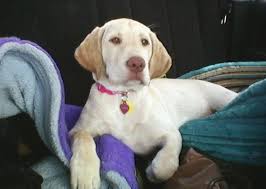 Profile for Dot Duval Pet Products