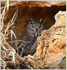 Check spelling or type a new query. Eurasian Eagle Owl Ssp Raptor Taxon Advisory Group