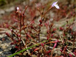 Image result for Linderniella