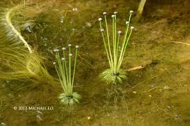 Image result for Eriocaulon setaceum