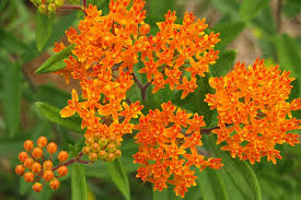 Managing Asclepias Plants How To Control Spreading
